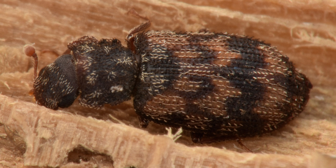 Zopheridae: Synchita sp.